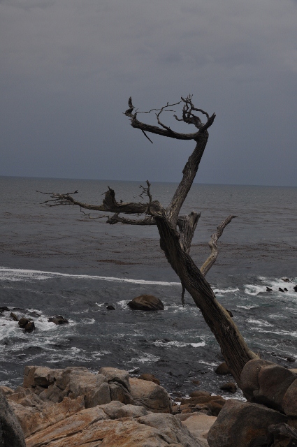 Ghost Tree